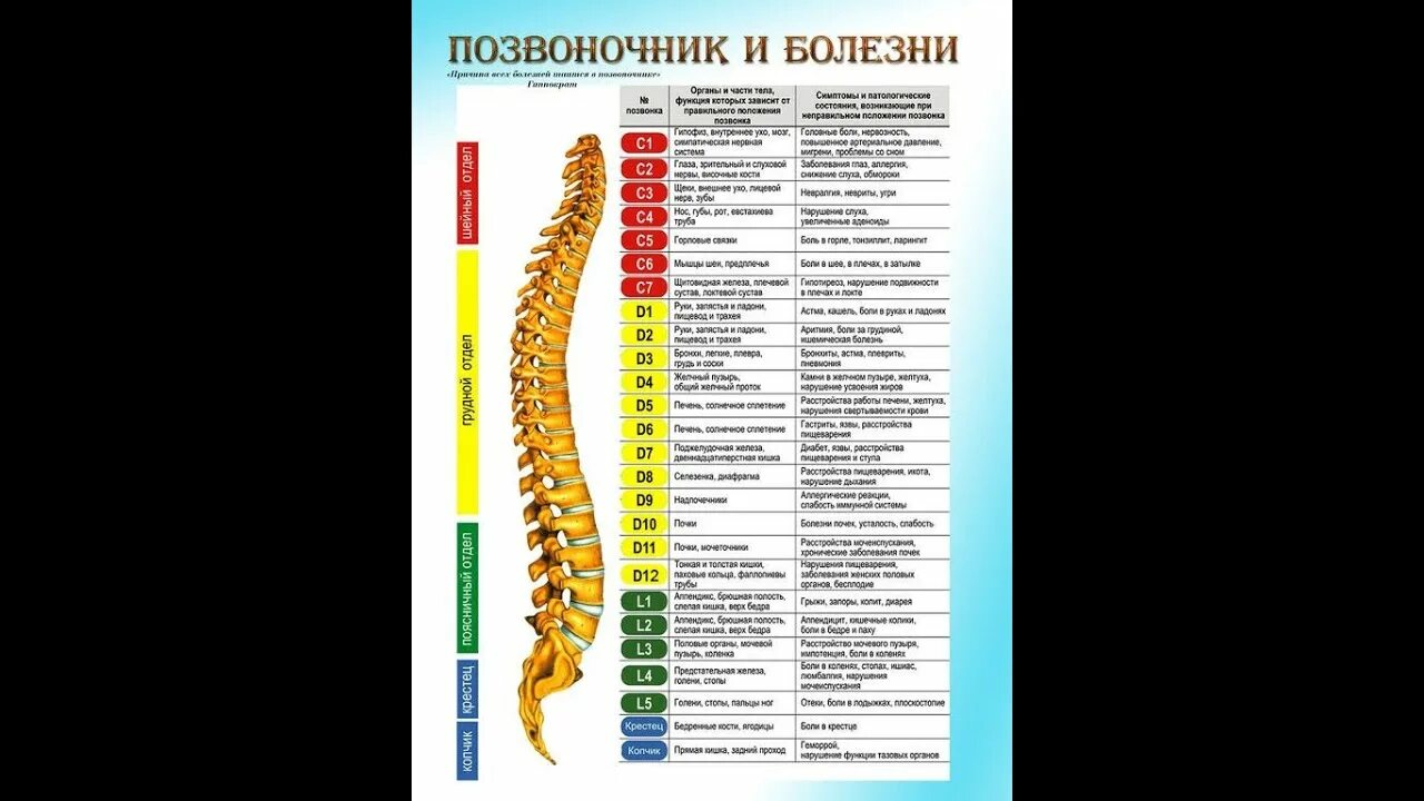 Болезни спины и позвоночника. Позвоночник. Болезни позвоночника. Позвоночник и органы. Позвоночник и болезни связанные с ним.