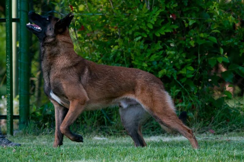 мальтийская овчарка малинуа. малинуа. окрасы малинуа. окрасы малинуа. бельгийская овчарка малинуа черная.