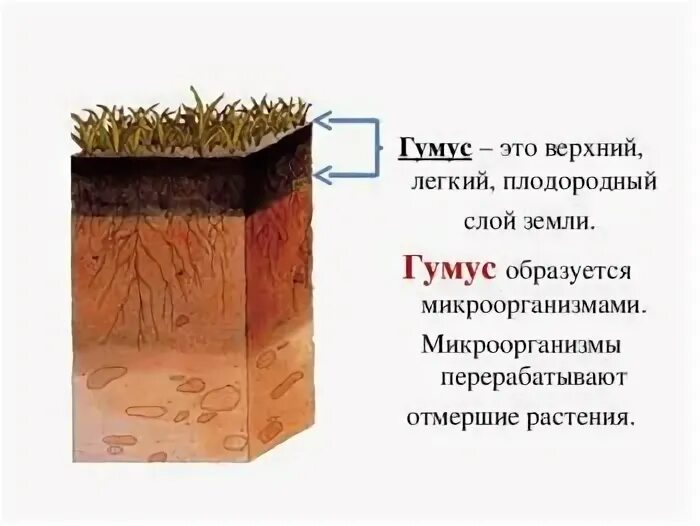 Перегной гумус образуется из. Почвенный гумус. Гумусовый Горизонт. Плодородный слой земли. Грунт гумус.