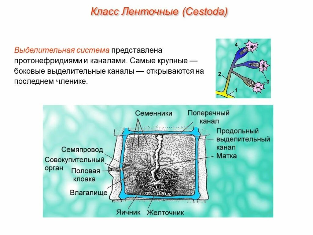 Выделительная система у ленточных червей 7 класс. Выделительная система ленточных червей. Ленточные черви выделительная система. Выделительная система ленточного червя.