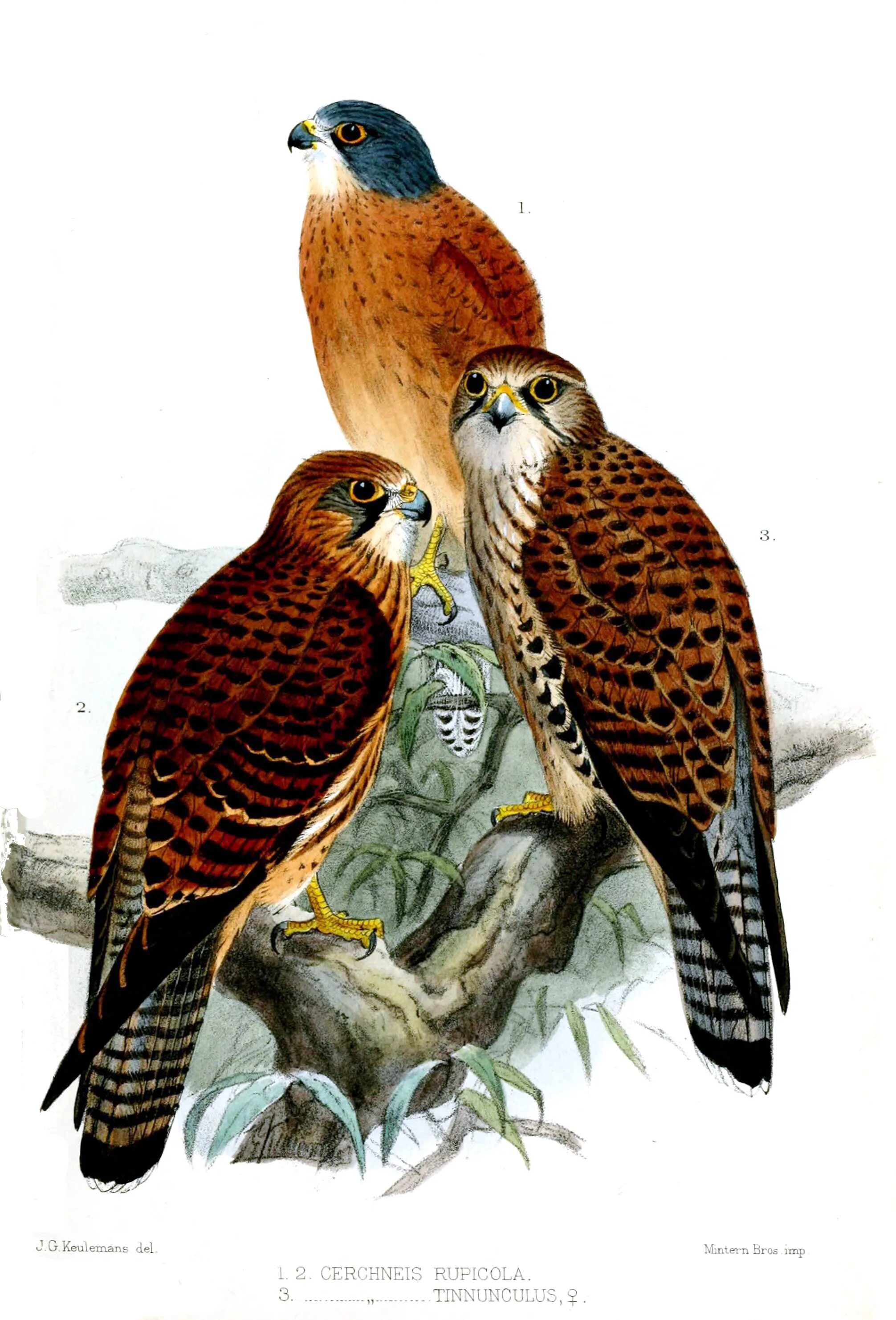 Загадка про сокола для детей. Сокол взлетает. Вторая соколом третья. Сокол и голубь. Ласточка птица.