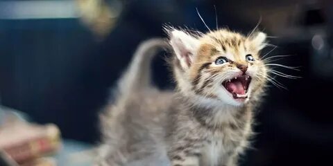 Слушать мяуканье кота живой звук для кошки