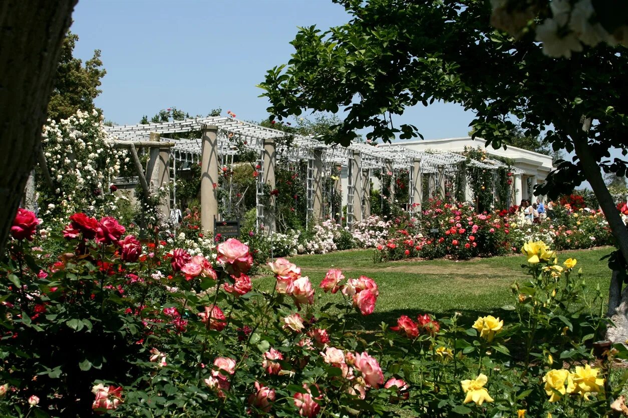 Into the rise garden. Аллея гарден роуз. Фрайбург розовый сад. Into the rise garden. Into the rise garden.