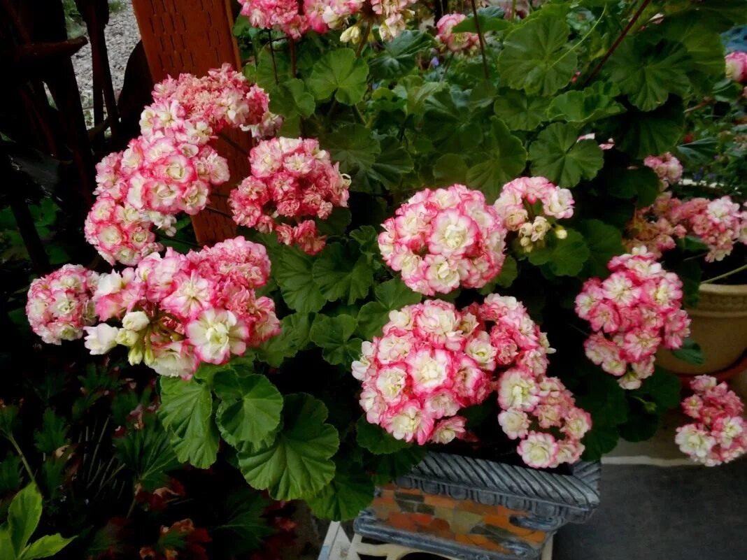 Пеларгония Appleblossom Rosebud. Пеларгония Эппл блоссом. Пеларгония Эппл блоссом розебуд. Герань Эппл блоссом.