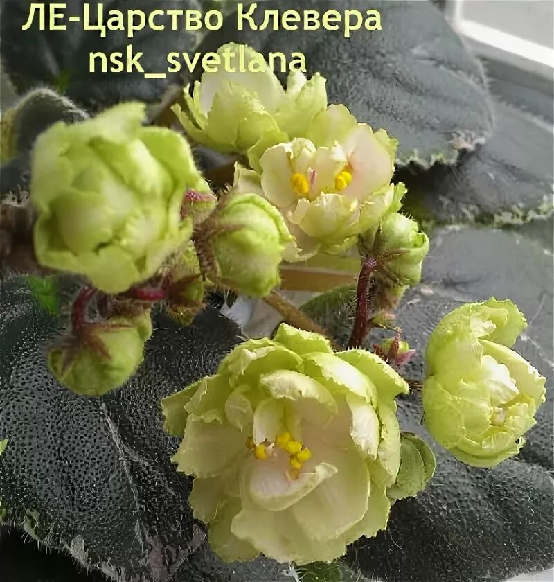 Фиалка ле царство клевера фото. Фиалка сорт клевер. Фиалка ле клевер. Царство фиалки. Фиалка царство фей.