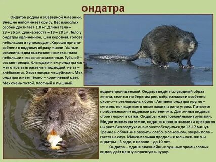Полуводный образ жизни
