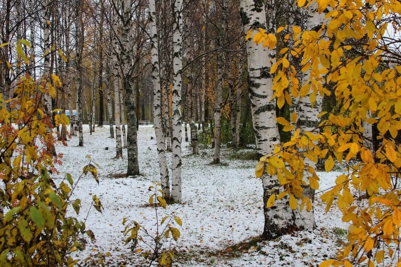 Первый снег картинки. Первый снег. Снежная осень. Осень первый снег. Снег осенью.