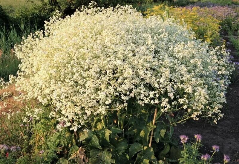 Капуста катран. Растение катран фото и описание полезные свойства. Катран crambe maritima. Катран crambe maritima. Катран морской растение.
