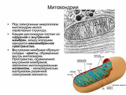 Митохондрии какая ткань