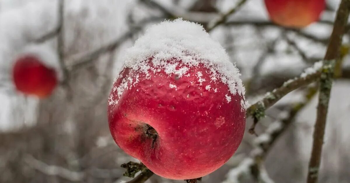 Зимняя яблоня какая. Яблоки зимние красные. Мантуанские яблоки. Зимние яблоки белого цвета. Самые крупные зимние яблоки.
