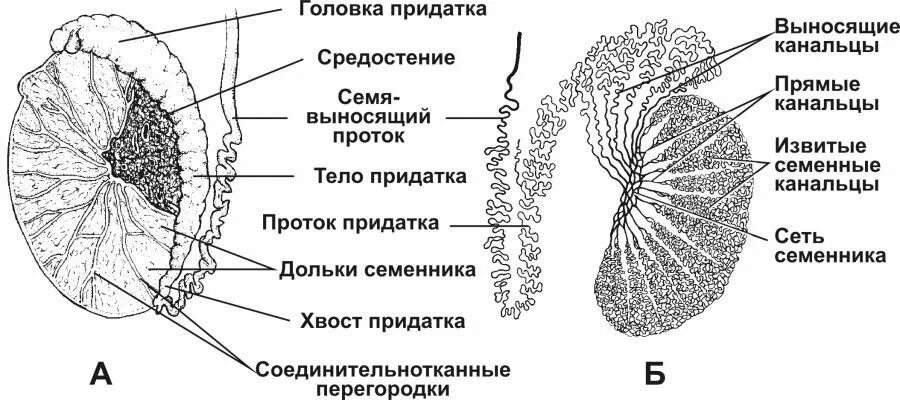 Строение придатка яичка гистология. Строение яичка гистология. Строение семенника анатомия гистология. Яичко семенник гистология. Мужские яички органы