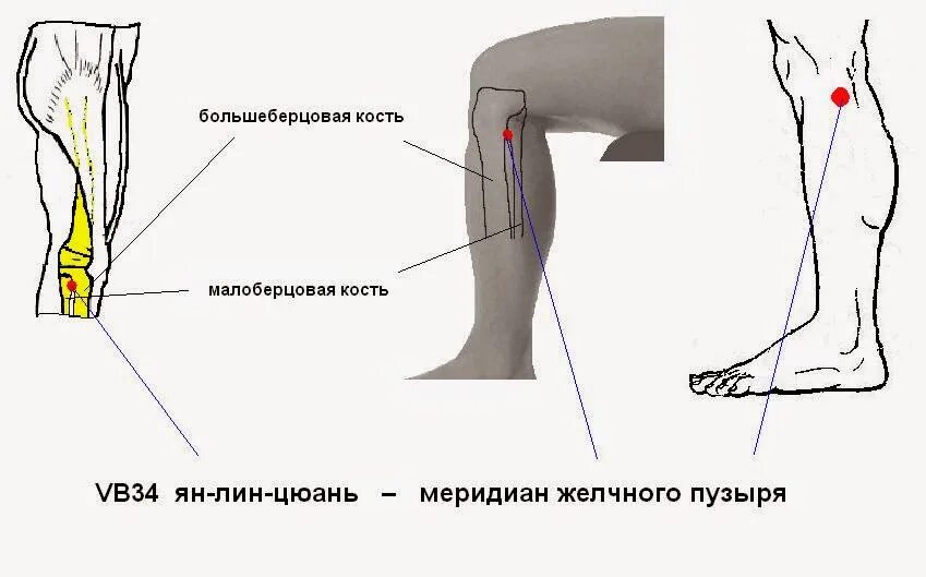 Кость на ноге ниже колена спереди