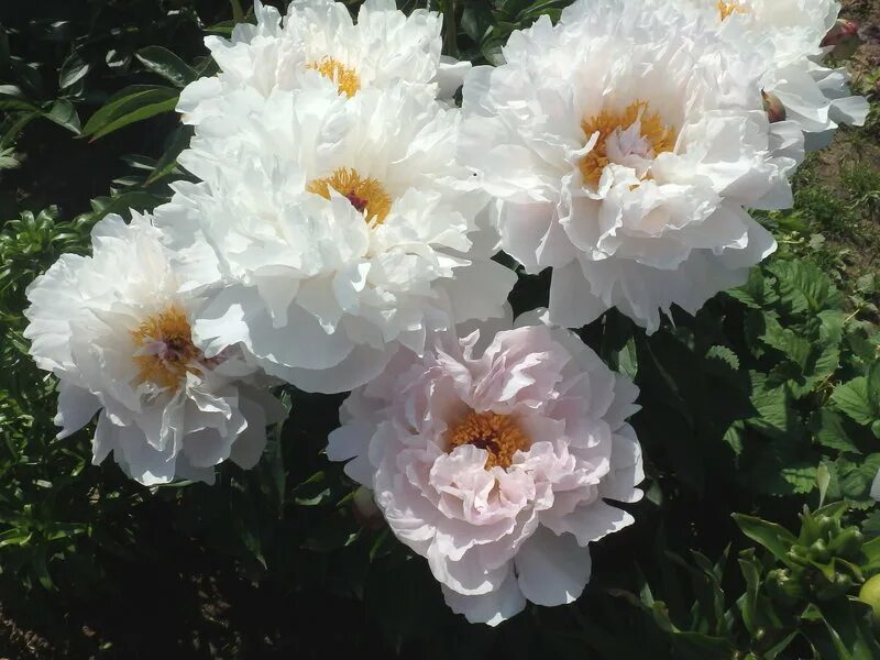 Вайт грейс. Белый пион вайт-ред. Пион уайт грейс paeonia white grace. Пион уайт вингз. Пион white grace.