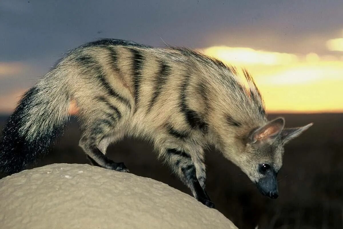 Земляной волк и гиена. Полосатая гиена и Земляной волк. Земляной волк (Proteles cristatus). Сумчатая гиена.
