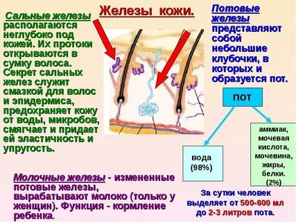 Сальные потовые железы строение