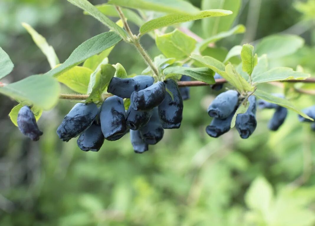 Жимолость картинки фото. Жимолость Черничка. Жимолость синяя птица. Lonicera caerulea жимолость съедобная. Жимолость съедобная синяя птица.