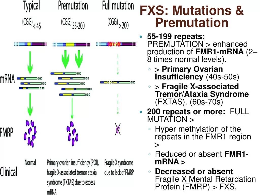 Global mutation. Анализ на ломкую х хромосому.