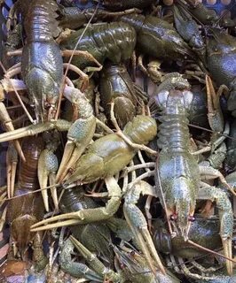 Раки в новороссийске