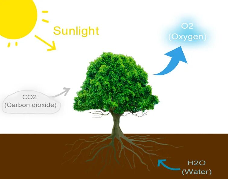 Use carbon dioxide. Carbon дерево. Углерод в деревьях. Фотосинтез Мем. Carbon dioxide Trees.