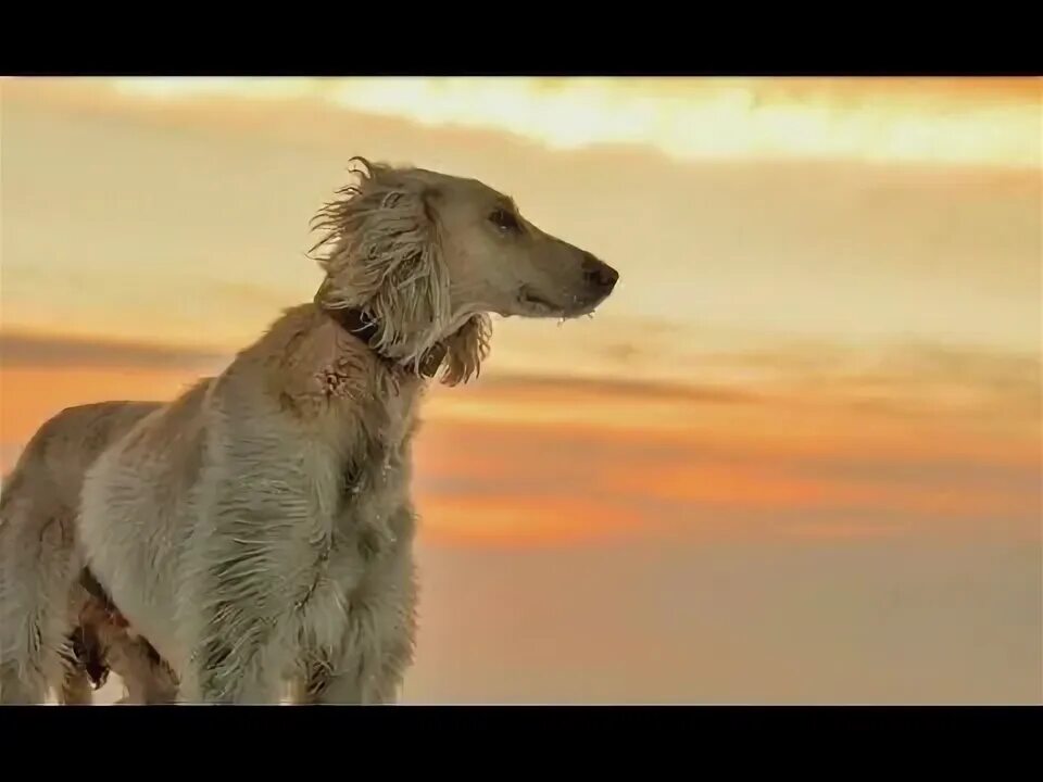 Тазы ит. Кумай тазы.