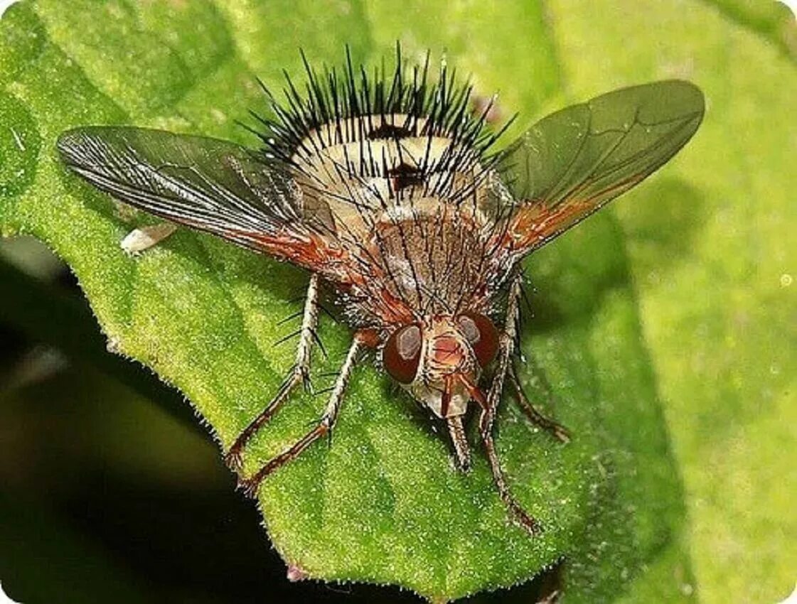 Муха насекомое разновидности. Толкунчики насекомые. Musca domestica комнатная муха. Муха насекомое разновидности. Bibio муха.