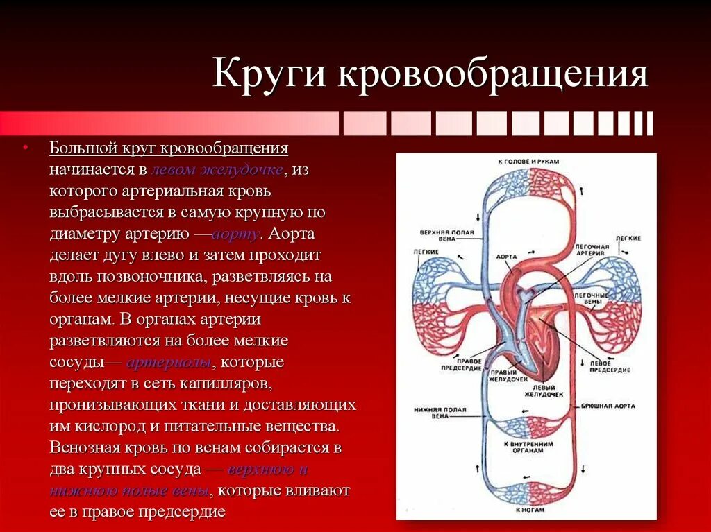 Особенности строения большого круга кровообращения. Большой круг кровообращения. Круги кровообращения большой круг. Большой круг кровообращения начинается. Большой круг кровообращения кровь.