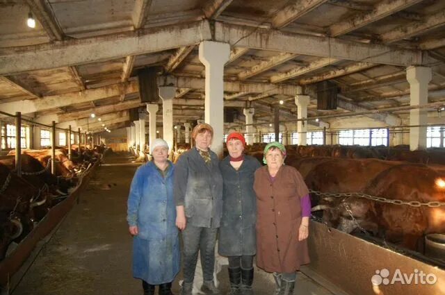 Бикбов минулла ахмадиевич оренбург. Ооо животновод тульская область чернский район. Большой царын поля. Спк октябрьский. Скп сургутский политехнический колледж.