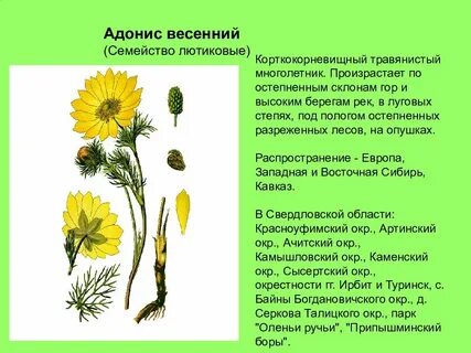 Растения из красной книги урала