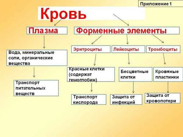 Кровь жидкая часть таблица. Состав крови плазма и форменные элементы. Состав крови плазма крови форменные элементы. Схема состав плазмы крови. Функции плазмы крови биология 8 класс.