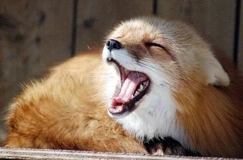 Red Fox Snarl
