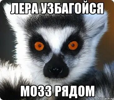 Мем какое животное говорил узбагойся