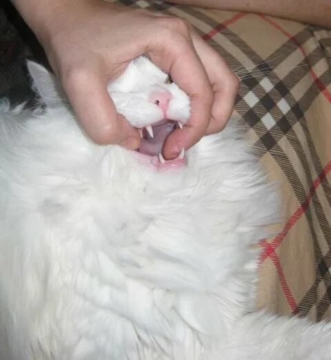 Как открыть рот кошке. Как дать кошке лекарство. Как правильно давать таблетки кошкам. Как коту открыть рот для лекарства.