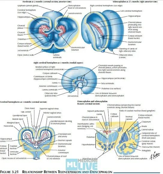Внутриутробное развитие мозга. Развитие мозга в утробе. Формирование мозга эмбриона. Желудочки мозга внутриутробный период. Нервная система ребенка в утробе.
