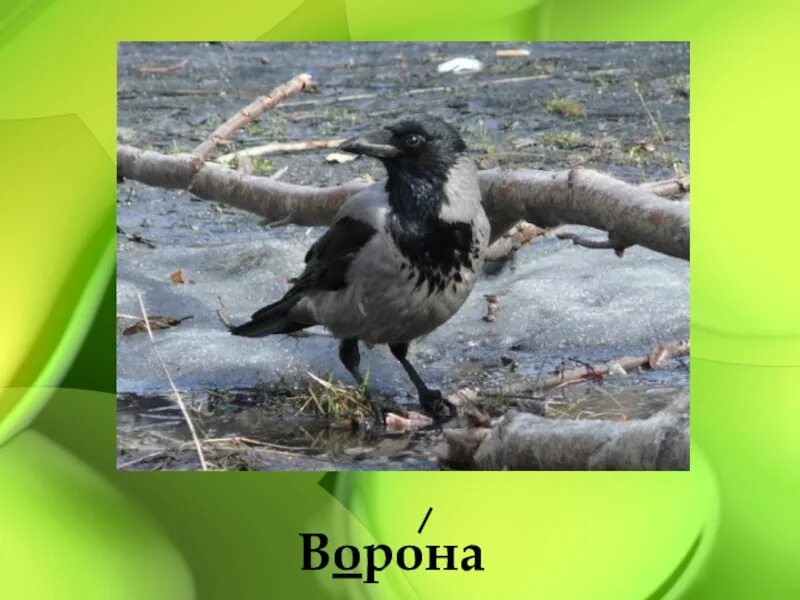 Ворон готика. Ворона. Картина два ворона. "ворона"? (а. Черный ворон блока.