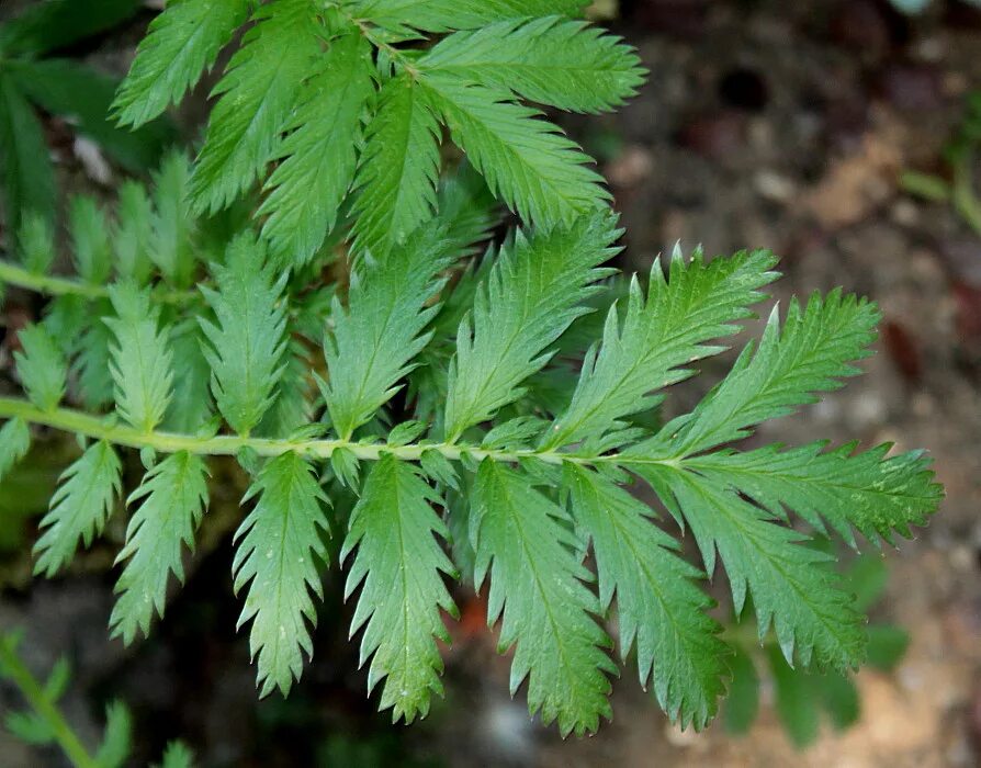 Лапчатка гусиная побег. Гусиная лапка ботанический сад. Лапчатка гусиная. Лапчатка сорняк. Лапчатка anserina.