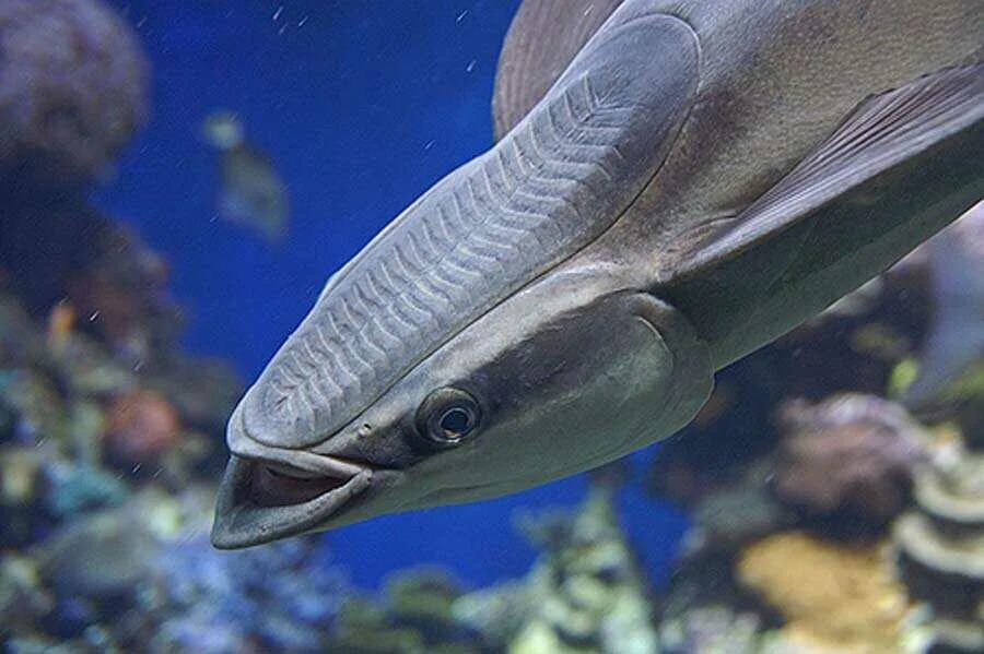 Акулья Ремора (Remora Remora). Ремора рыба прилипала. Рыба прилипала и акула. Эхенеис Ремора.