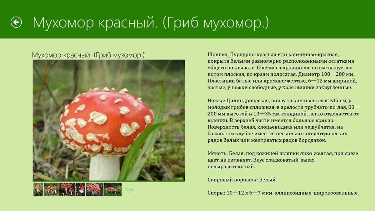 Презентация "Какие бывают грибы?" (4 класс) по окружающему миру - скачать проект