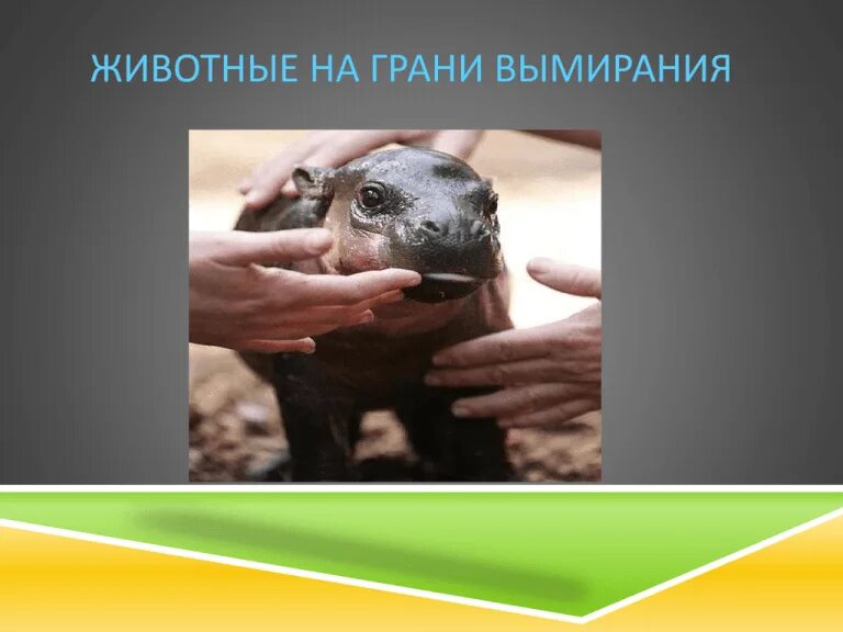 Животные которые на грани вымерание. Исчезновение редких видов животных. Животные которые на грани вымирания. Животные на грани исчезновения. Звери которые на грани вымирания.