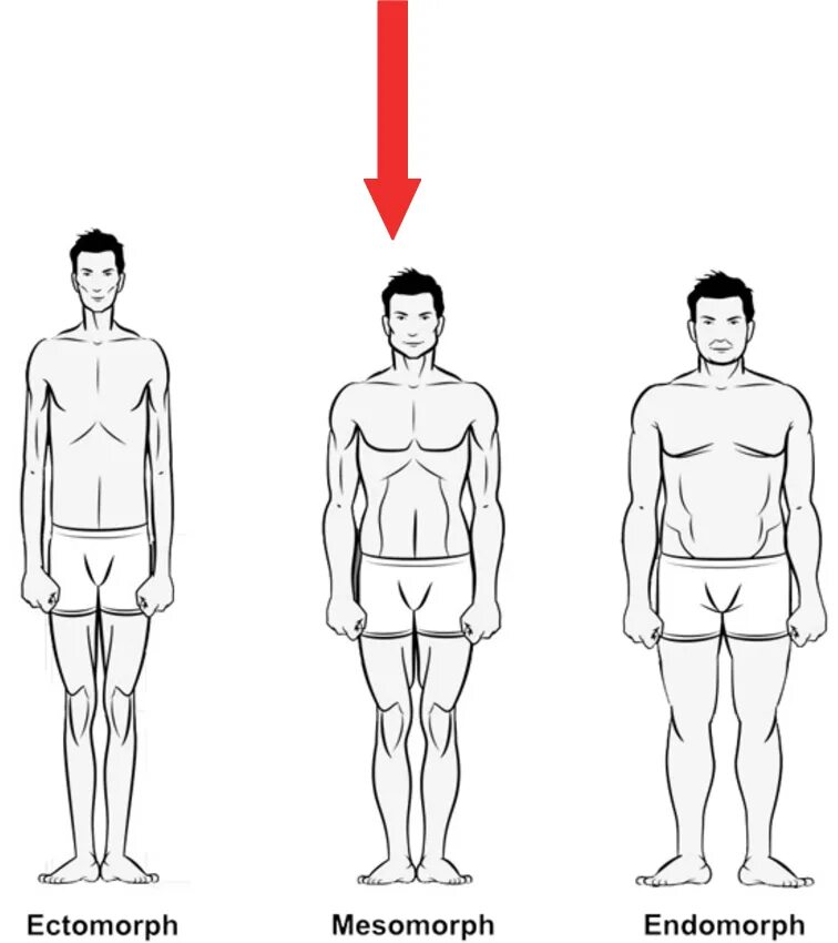 Кто такой эктоморф и мезоморф. Эктоморф таблица. Астеник (эктоморф). Эктоморф мезоморф и эндоморф. Типы телосложения у подростков мальчиков.