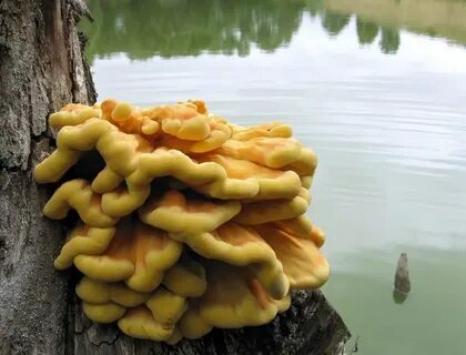 Гриб куриное мясо