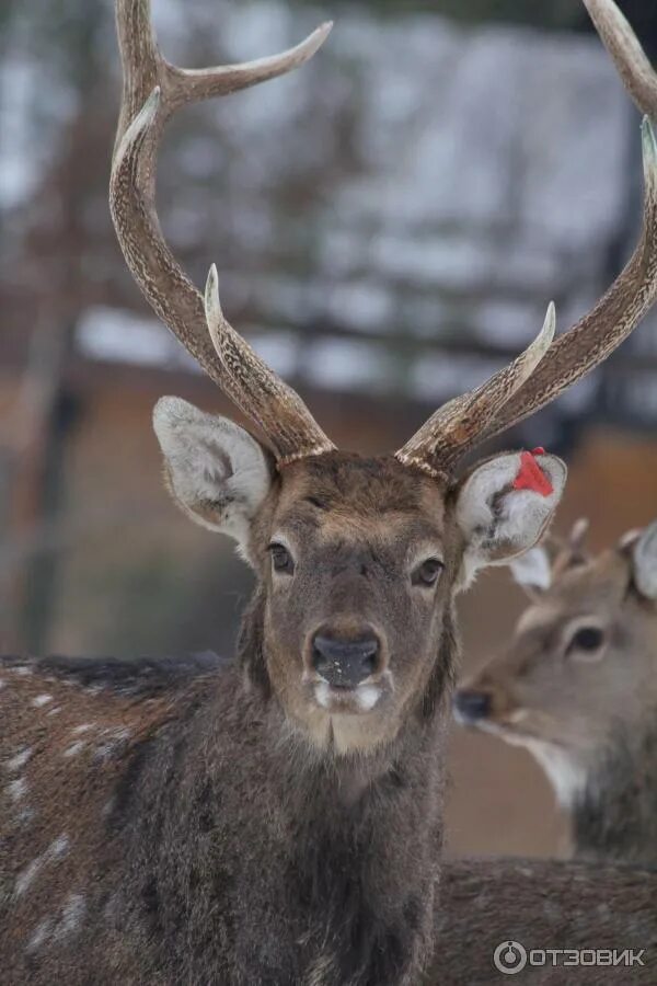 Лосиноостровский биостанция. Животные лесов приморья. Лосиная биостанция лосиный остров. Мораллы биостанция лосиный остров. Национальный парк лосиный остров лосиная биостанция.