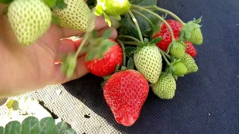 Клубника мальга урожайность