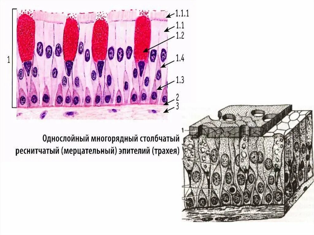 Реснитчатый эпителий гистология. Многорядный мерцательный эпителий трахеи. Многорядный столбчатый реснитчатый эпителий. Однослойный многорядный мерцательный эпителий строение. Эпителий клетки цилиндрического эпителия слизь