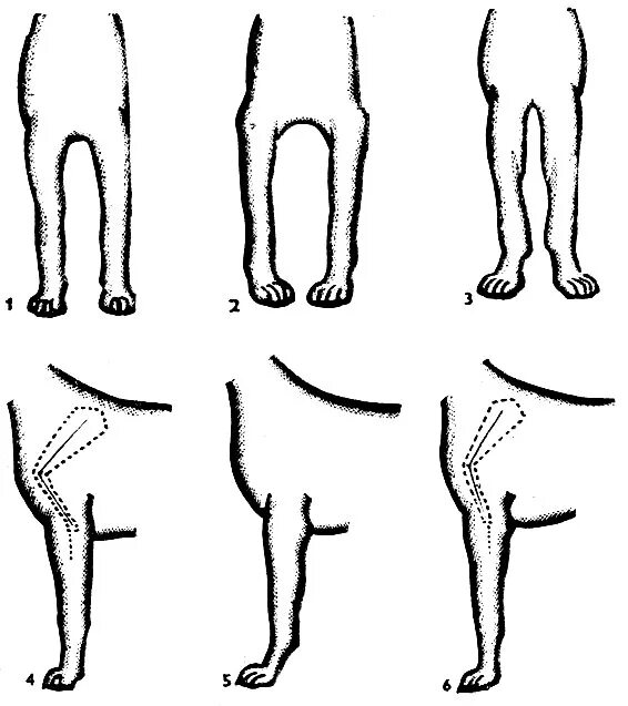 5 лап у собаки. Постав задних конечностей у собак вид сбоку. Дисплазия скакательных суставов у собак. Размет передних лап у чихуахуа. Дисплазия передних лап у собак.