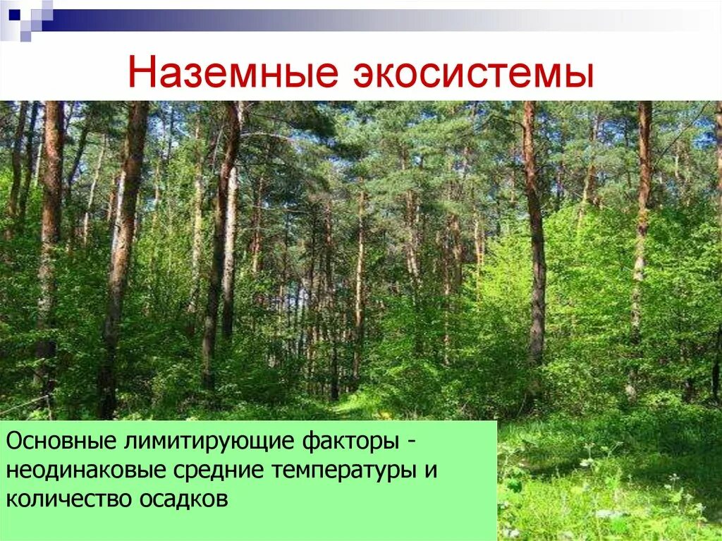 Наземные экосистемы. Лесная экосистема. Биогеоценоз наземная экосистема. Особенности наземной экосистемы. Чем отличаются природные экосистемы