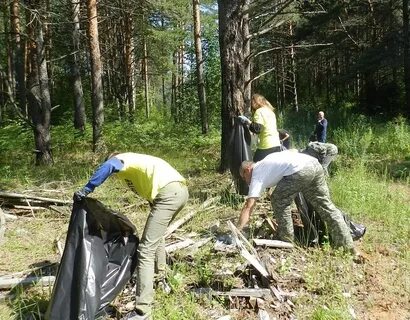 Очистите лес