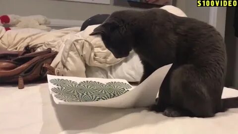 Коты последняя битва