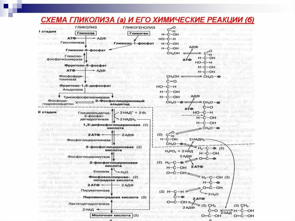 Гликолиз последовательность реакций. Аэробный гликолиз биохимия схема. Схема анаэробного гликолиза биохимия. Анаэробный гликолиз биохимия реакции. Схема реакции аэробного гликолиза Глюкозы.