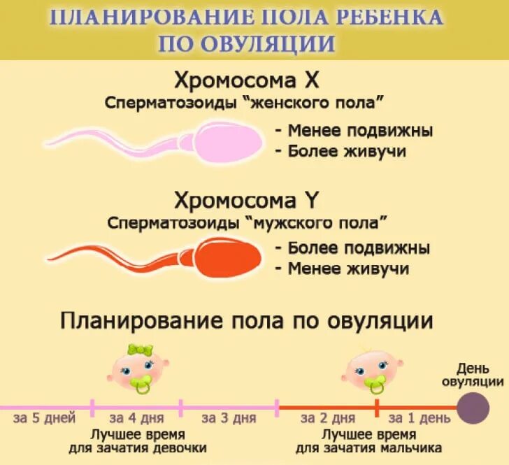 Пол ребенка по эовуляции. Зачатия пола ребенка по овуляции. Зачатие мальчика по овуляции. Зачатие по полу ребенка по овуляции. Подсчитать овуляцию