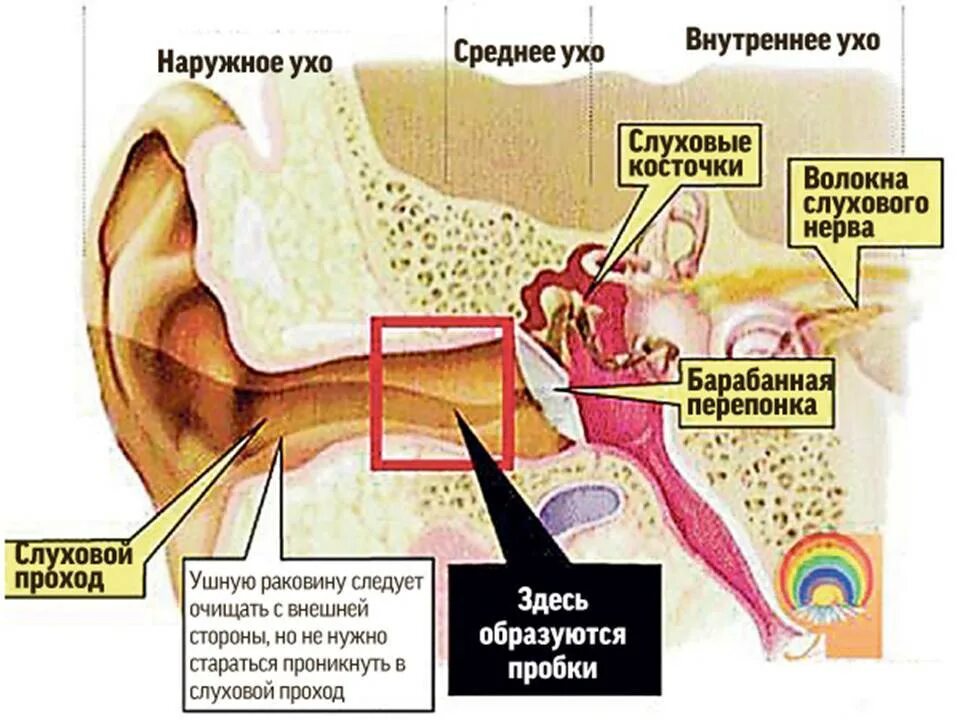 Жужжание в ухе. Ухо серная пробка схема. Ухо строение серная пробка. Строение уха серная пробка. Строение уха человека с серной пробкой.